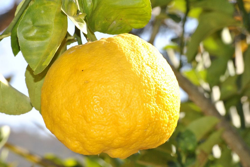 Du citron dans la sauce Amour d'ail